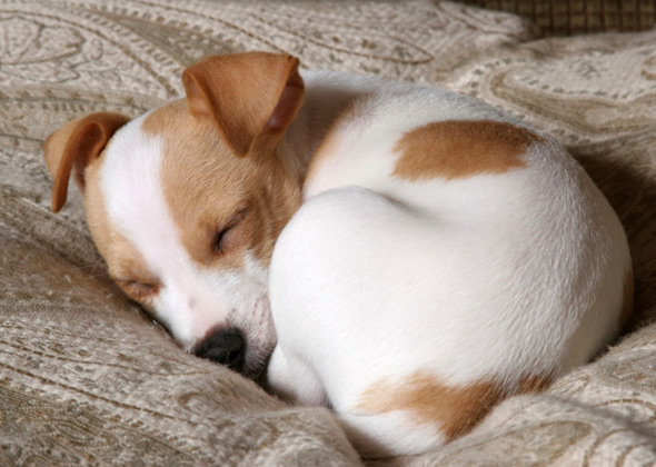 Dog Sleeping